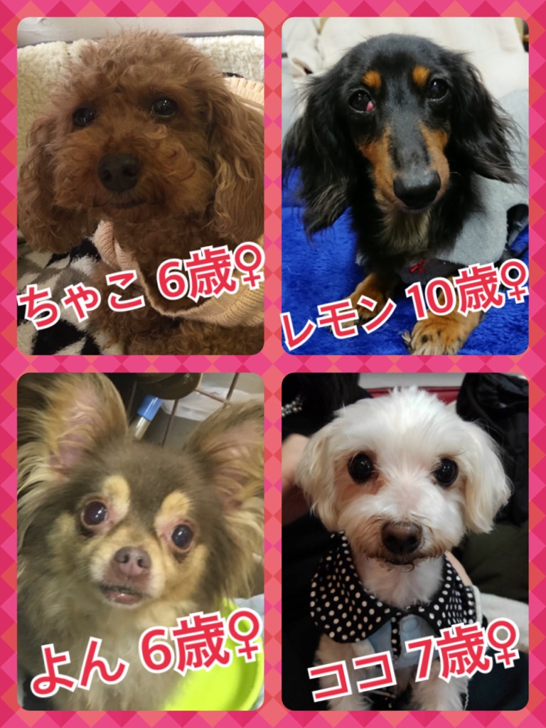 今日の天神橋カフェ☕ワンコキャス🐶2018,2,25